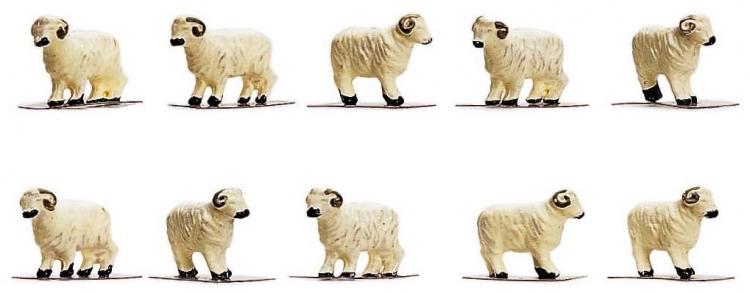 Sheep - In Stock Sheep - In Stock